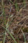 Barratt's sedge